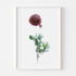 Pink Ranunculus Floral Art Print